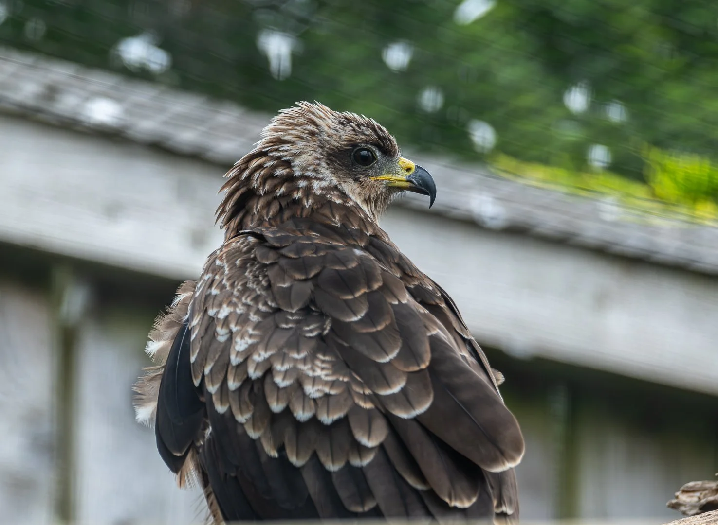 DSCF7999.JPG