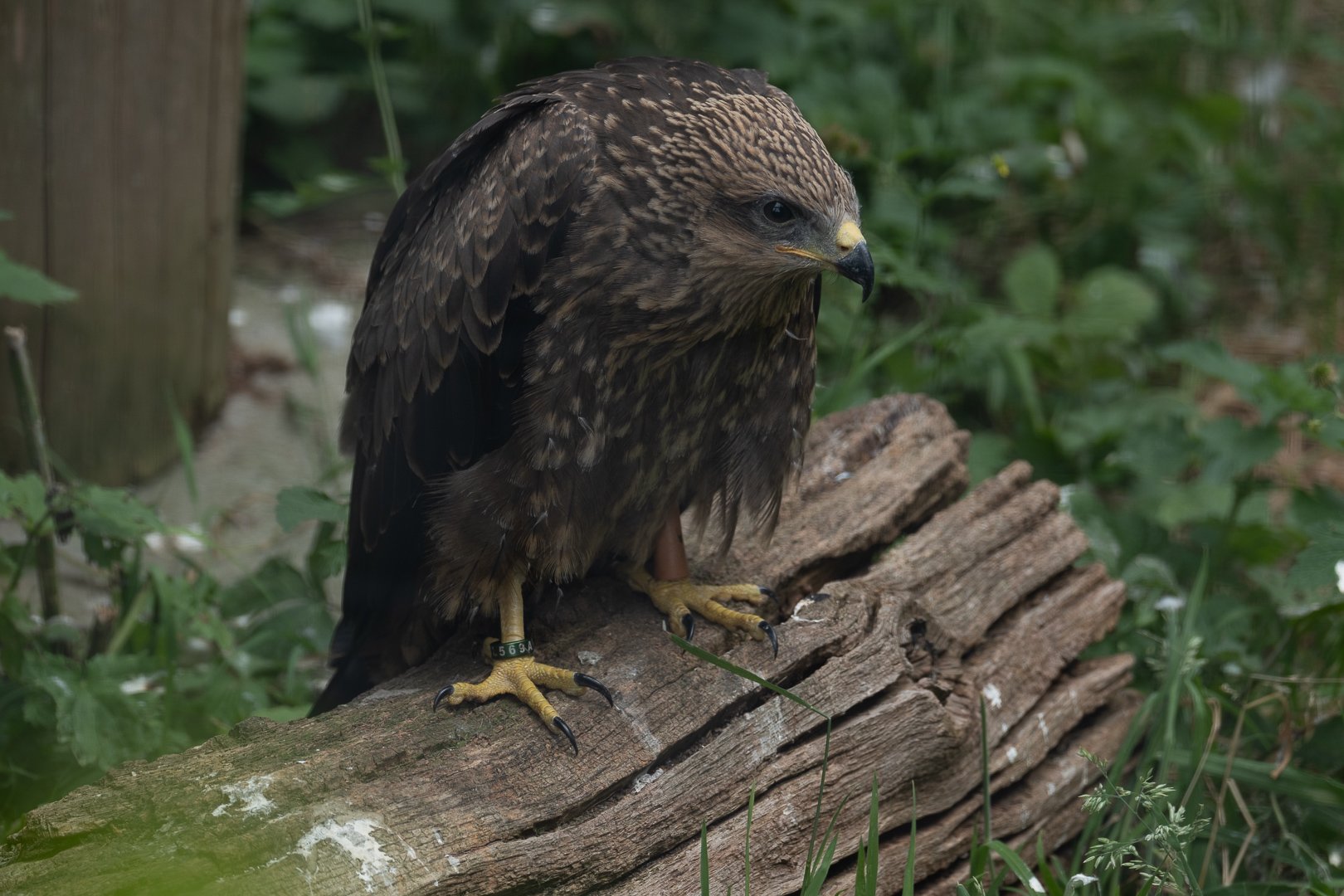 DSCF8004.JPG