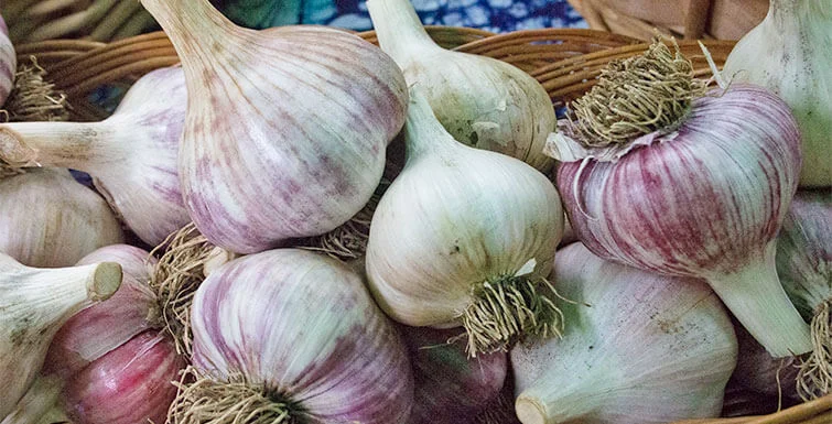 Garlic Planting and Pizza Picnic