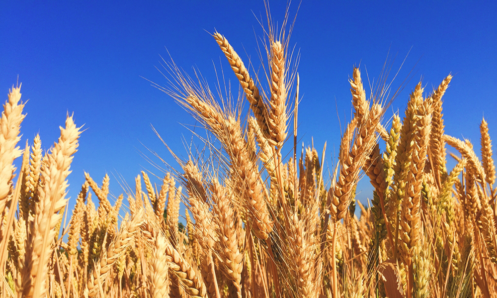 Rabbi Silverman's Message: Chag Shavuot Sameach