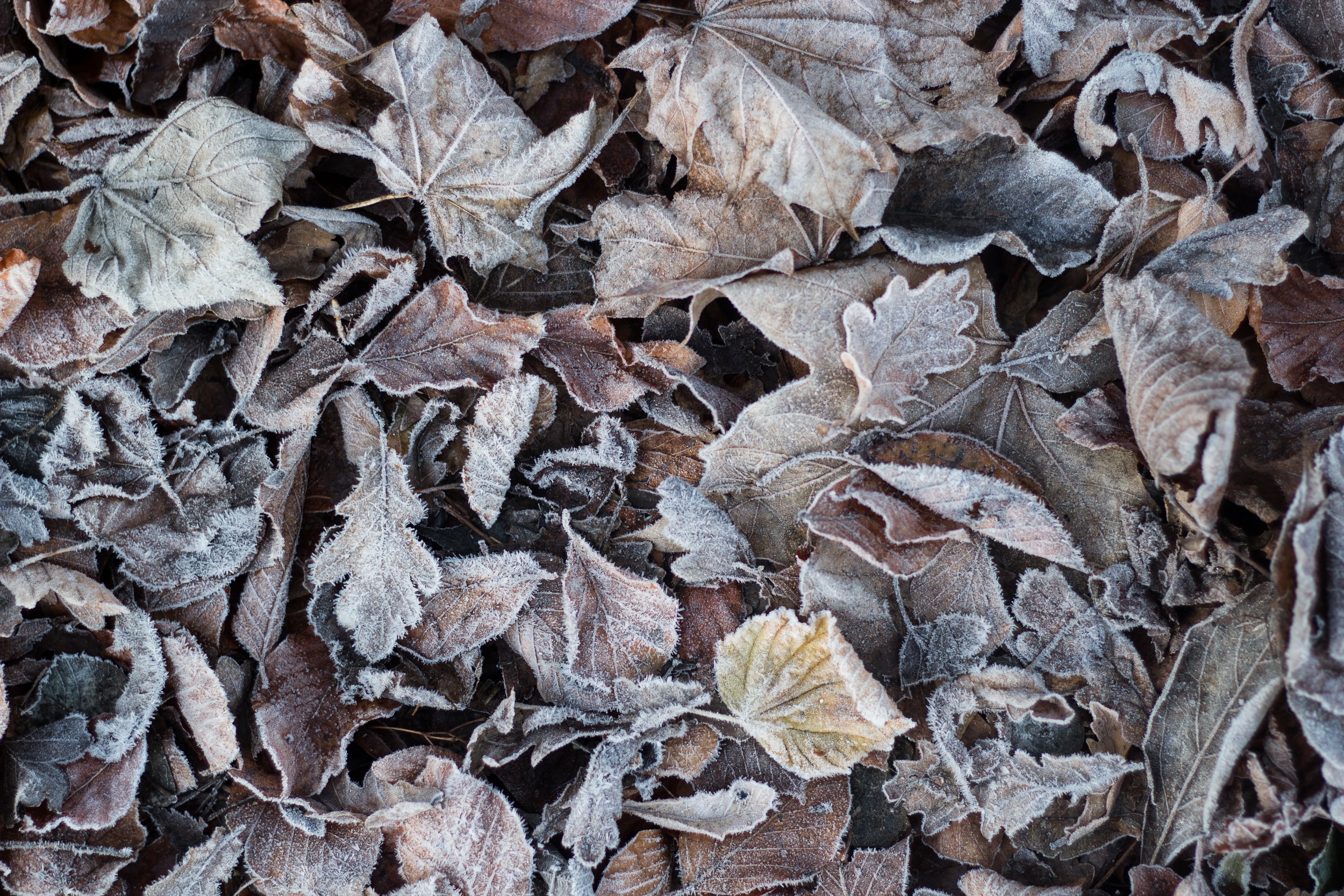 REST - A WINTER SOLSTICE RITUAL