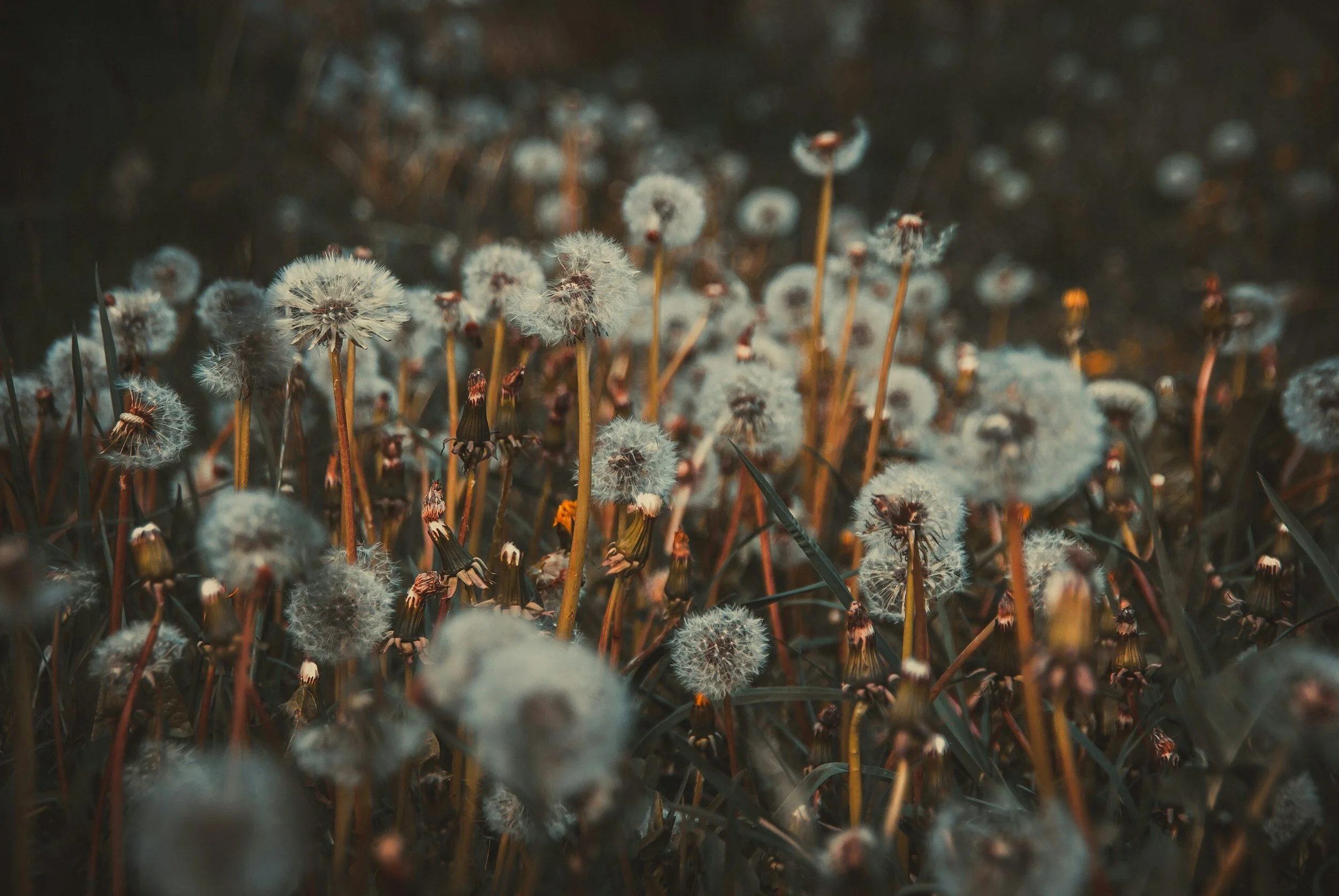 Wednesday 1st May - Beltane Ritual