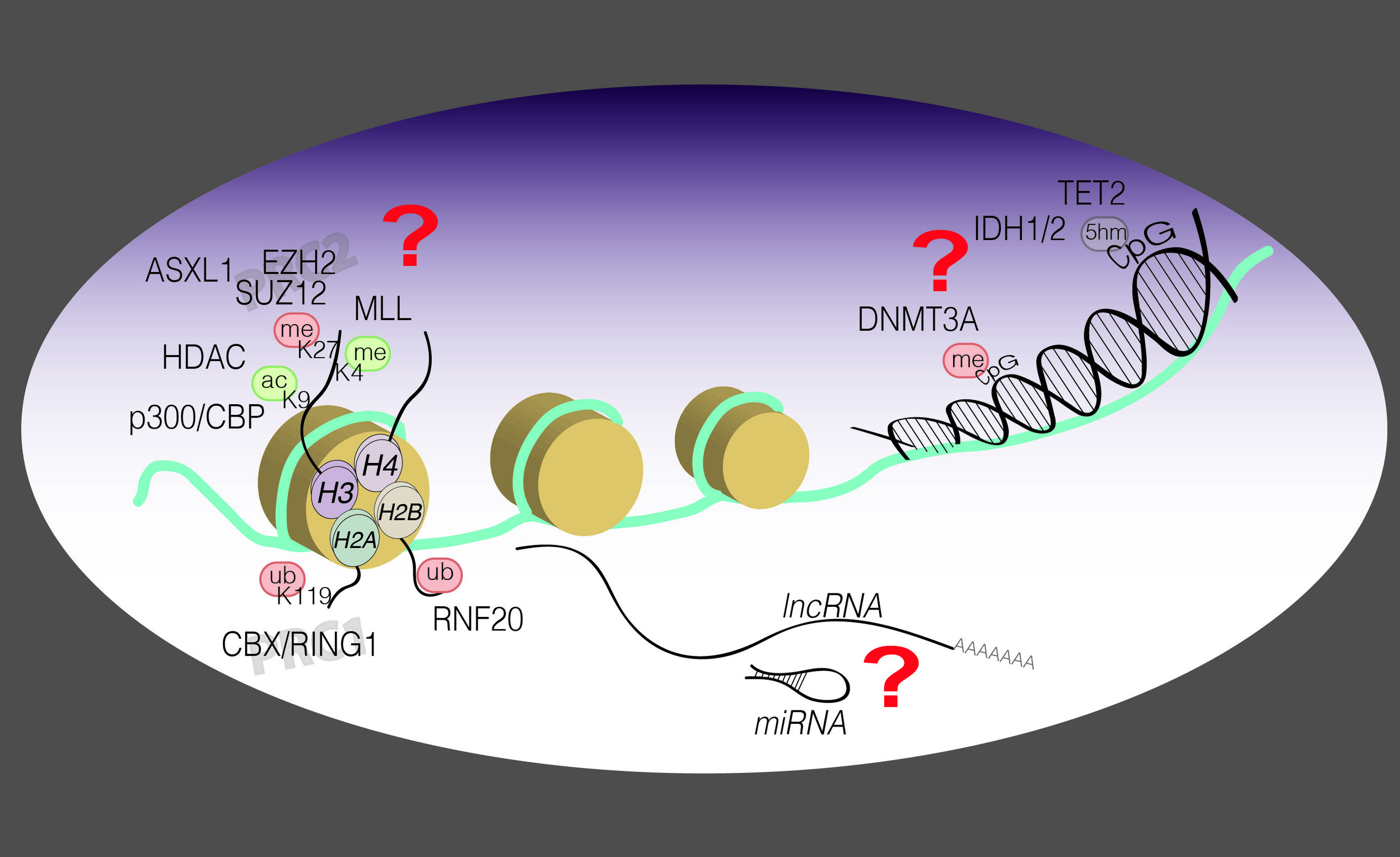 3epigenetic ncRNA summary in AML-known and unknown-02.jpg