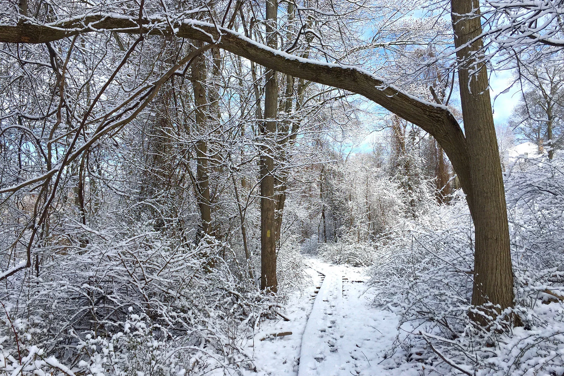 snow.jpg