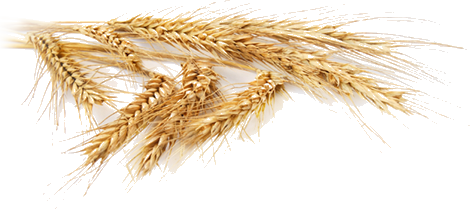 THE MALT