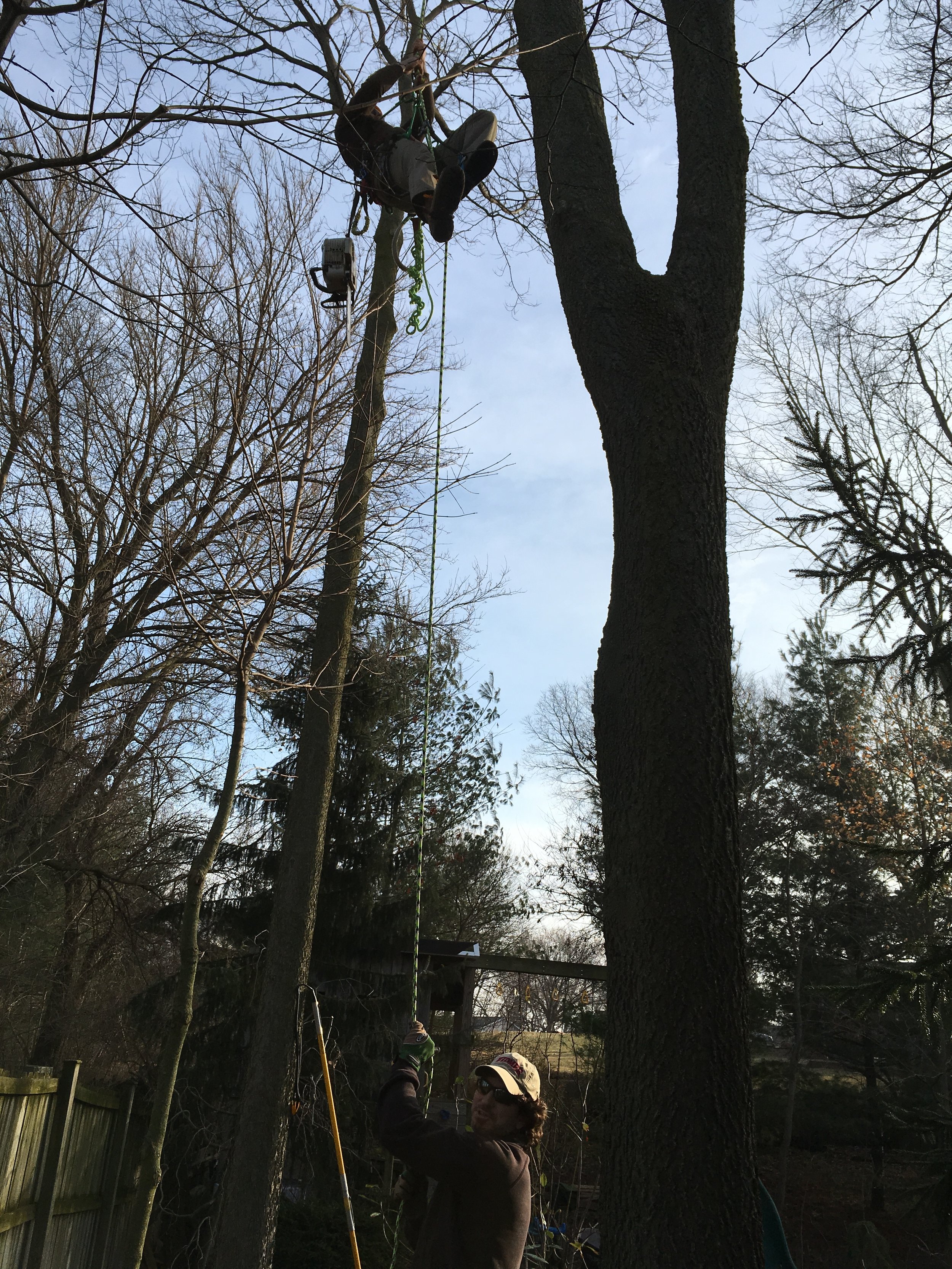 Browning Tree Service Corp - Tree Trimming
