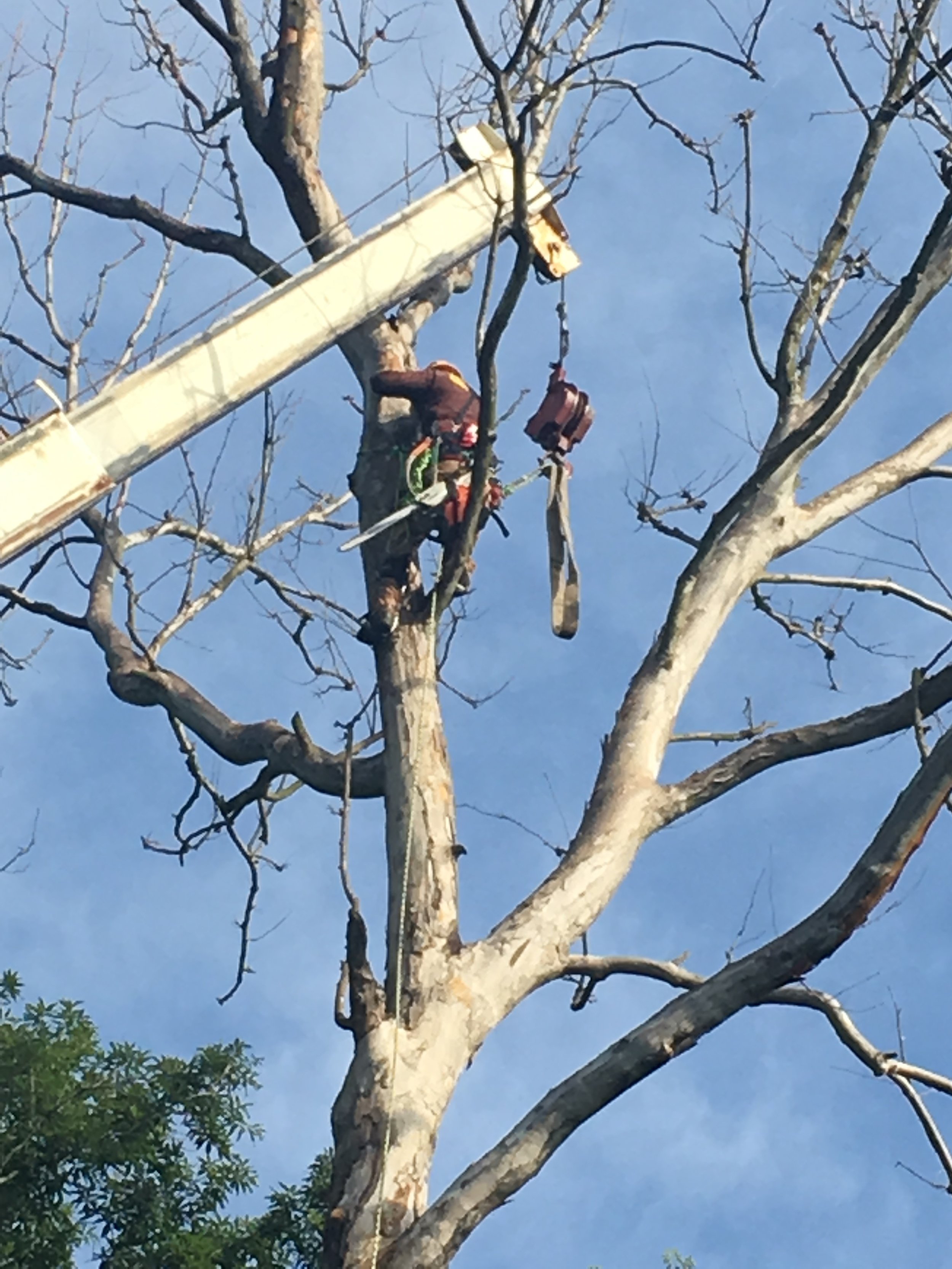 Browning Tree Service Corp - Tree Cutting