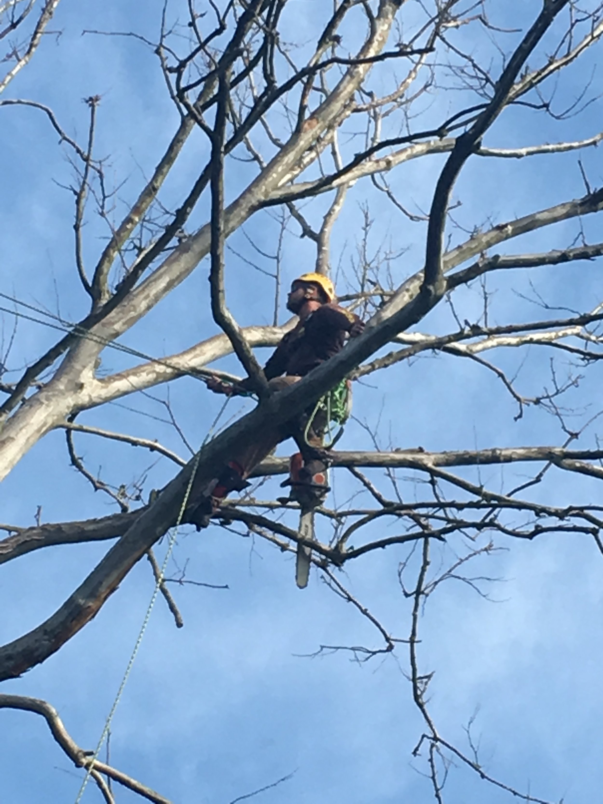Browning Tree Service Corp - Tree Climbing