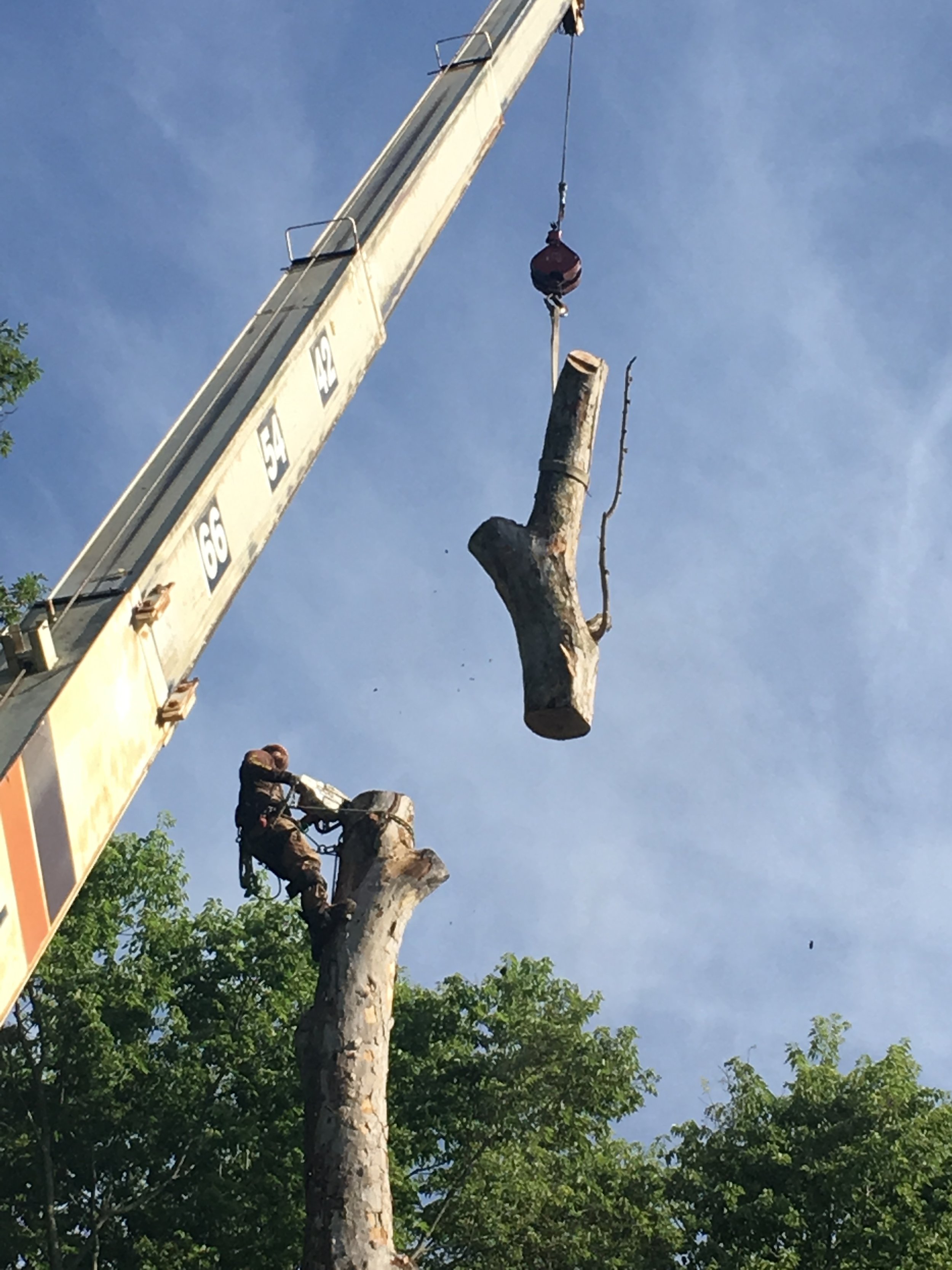 Browning Tree Service Corp - Tree Cutting