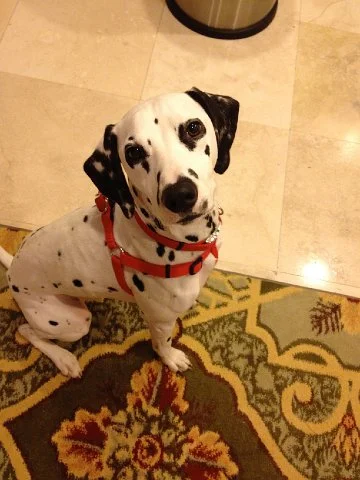 dogaupair.com IMG_2374.jpg