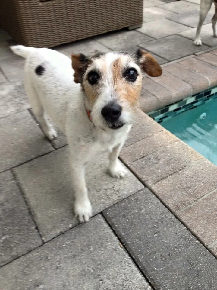 dog2.jpg