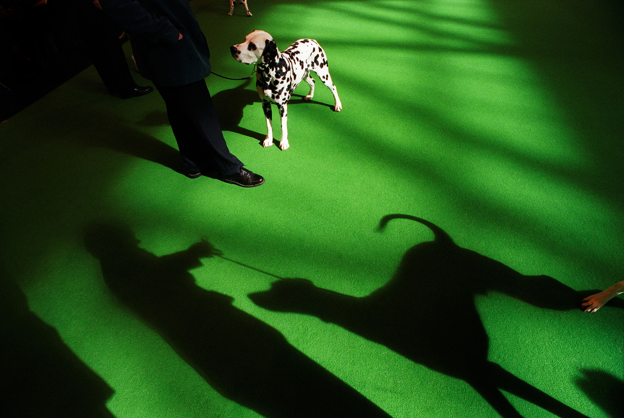  A shaft of sunlight casts shadows of dogs and owners on to the carpet of the judging ring at Crufts international dog show 