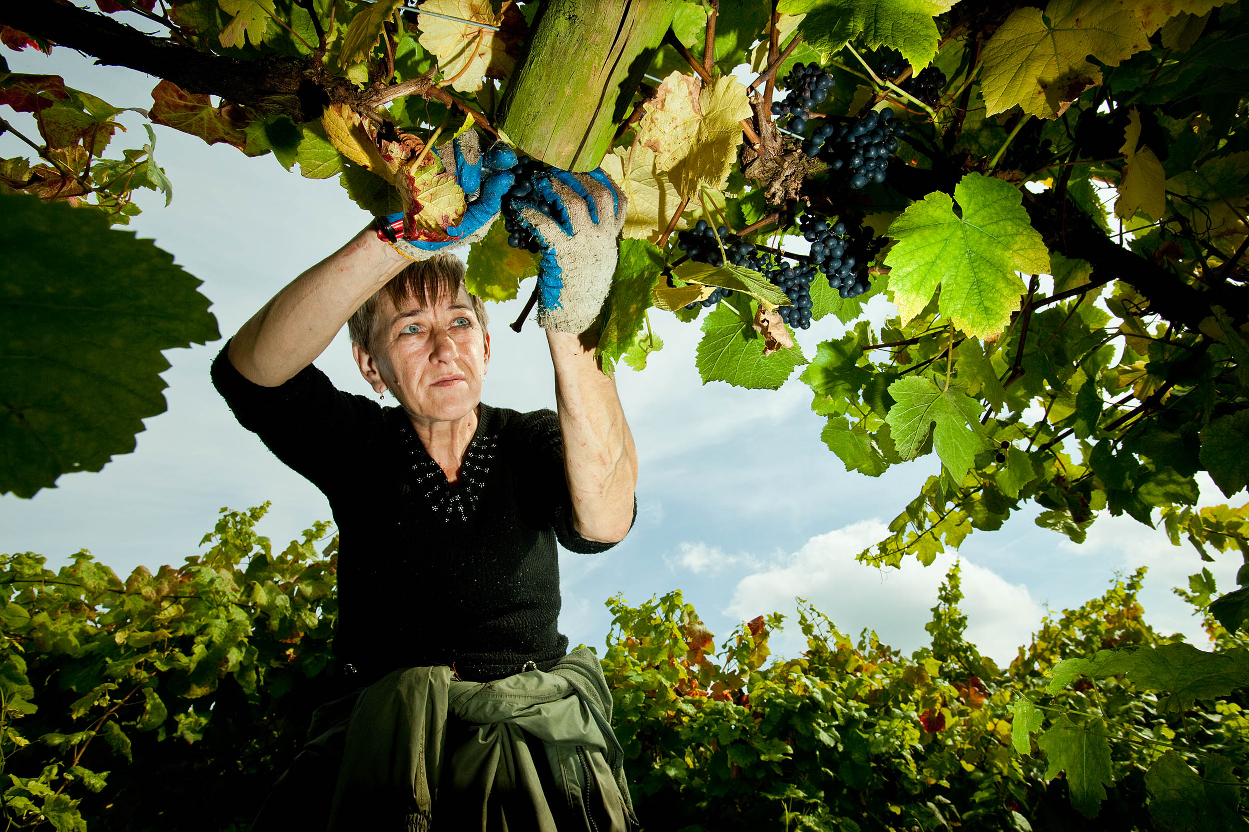  Polish woman at work in an English vineyard 