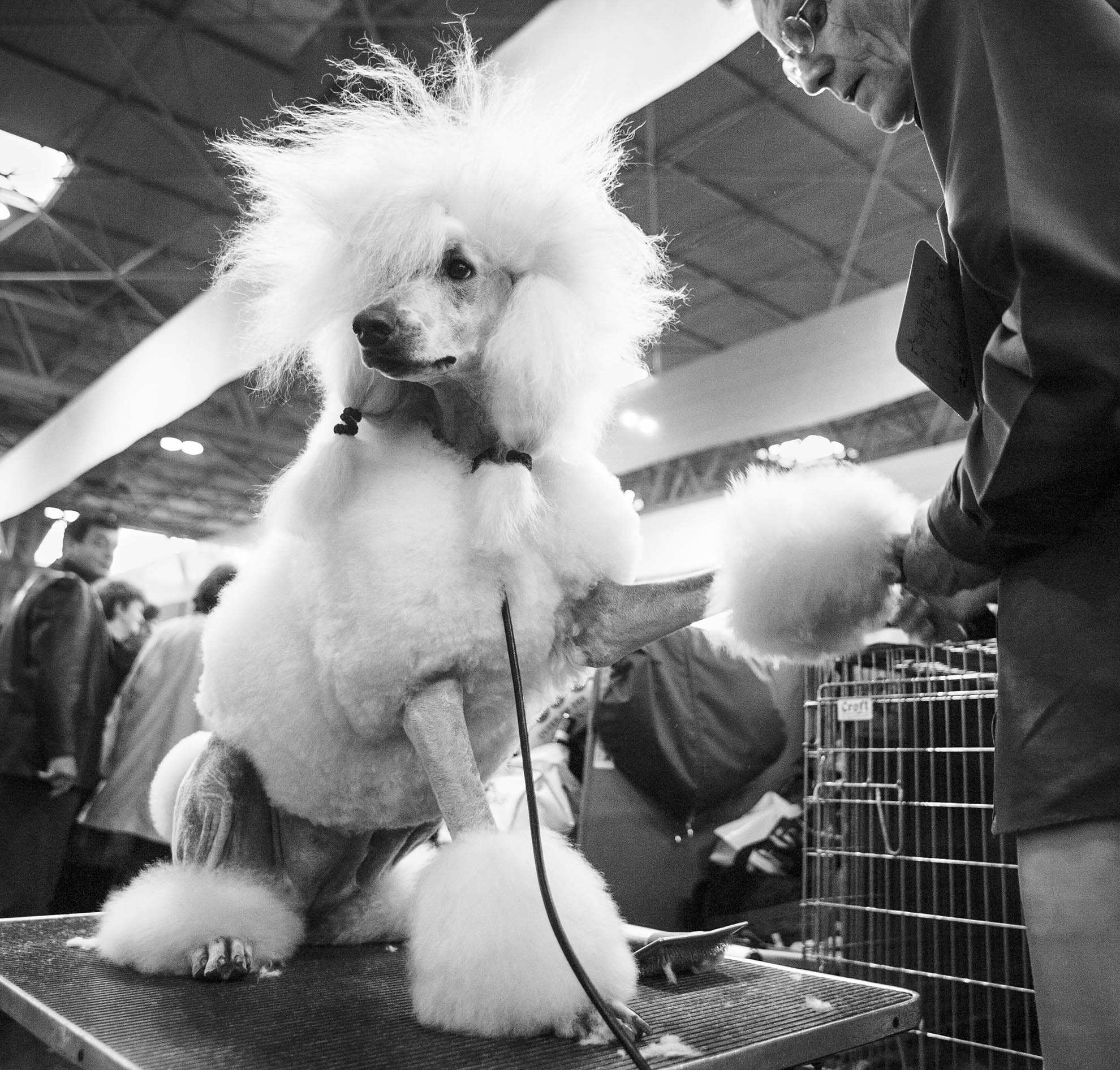 Crufts, the largest dog show in the world, takes place every March in Birmingham, UK.