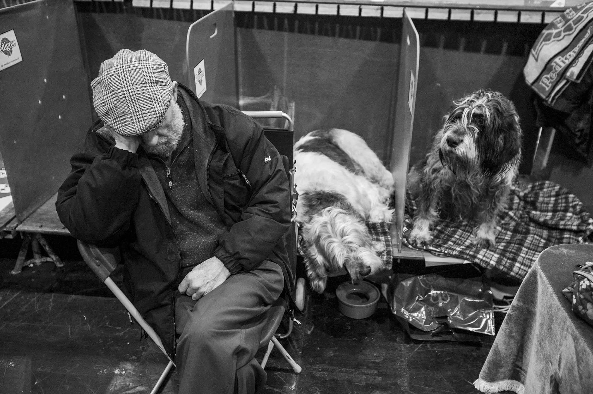 Crufts, the largest dog show in the world, takes place every March in Birmingham, UK.