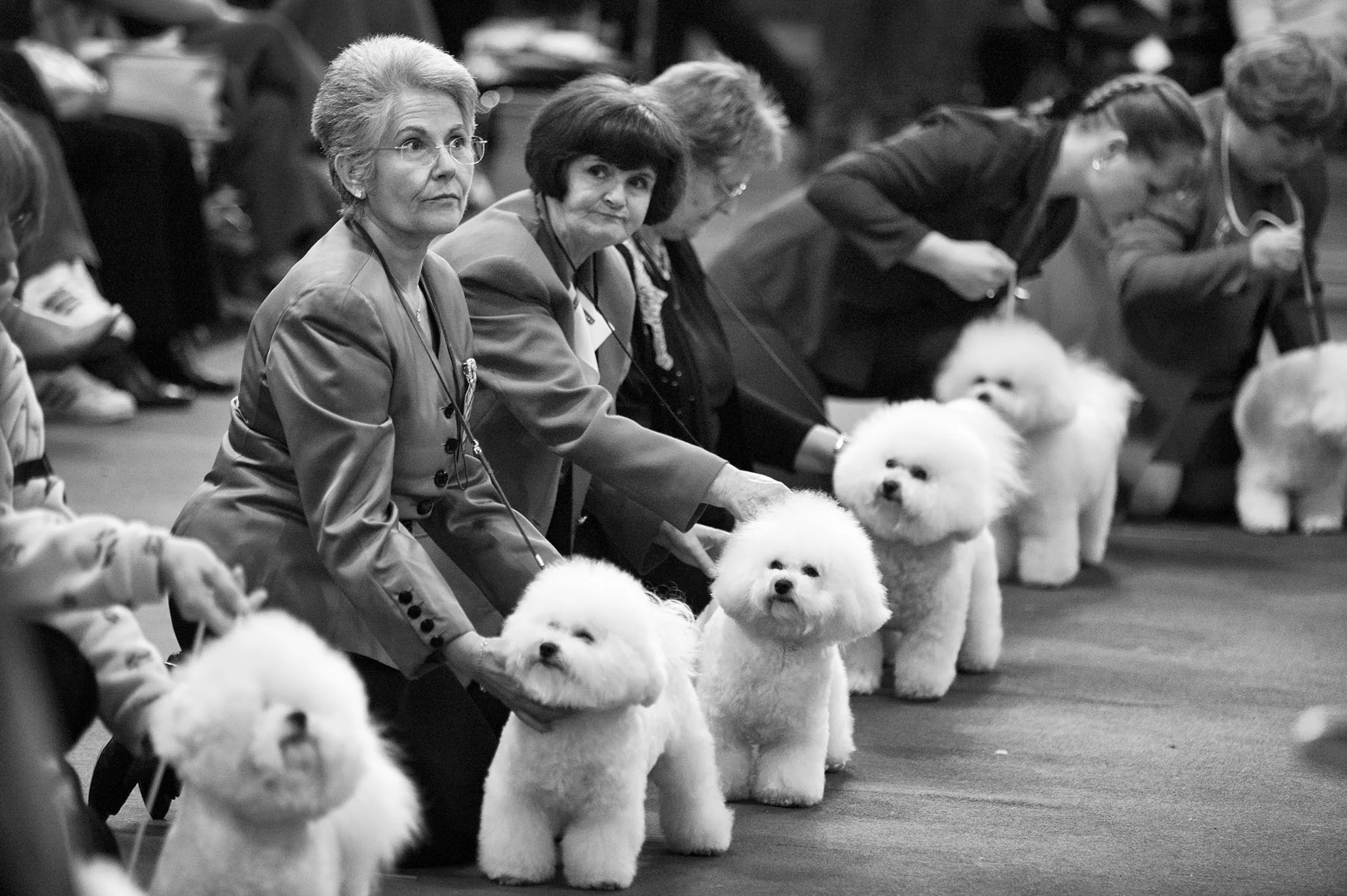 Crufts, the largest dog show in the world, takes place every March in Birmingham, UK.