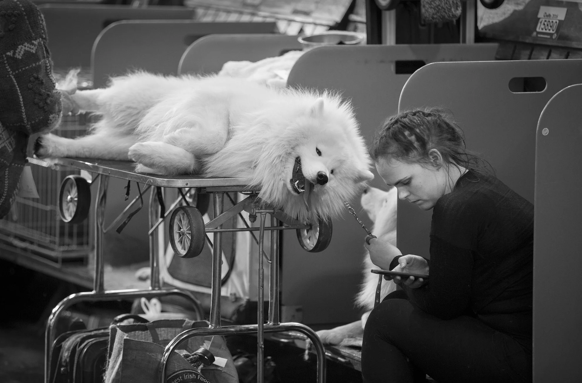 Crufts, the largest dog show in the world, takes place every March in Birmingham, UK.