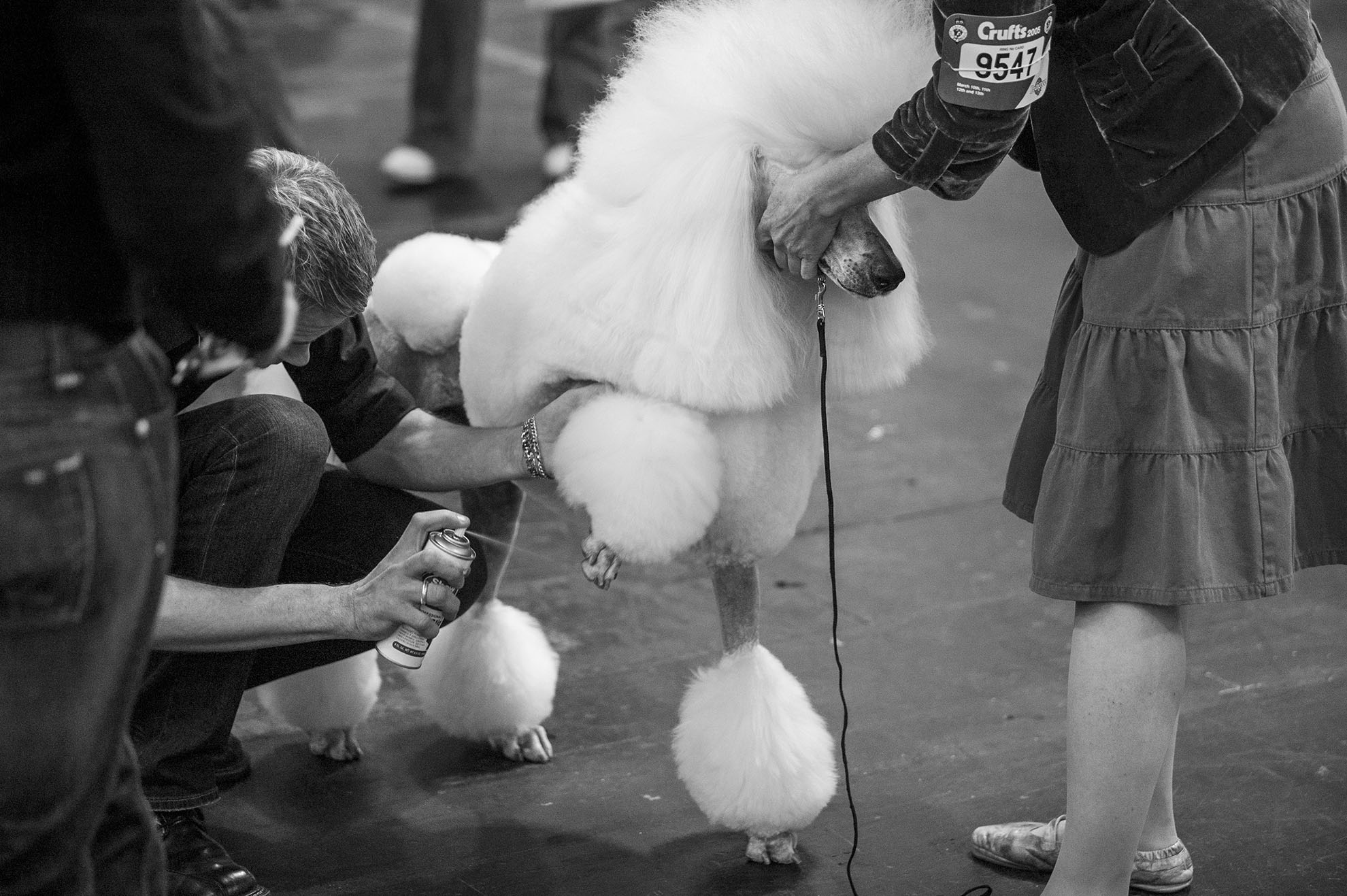 Crufts, the largest dog show in the world, takes place every March in Birmingham, UK.