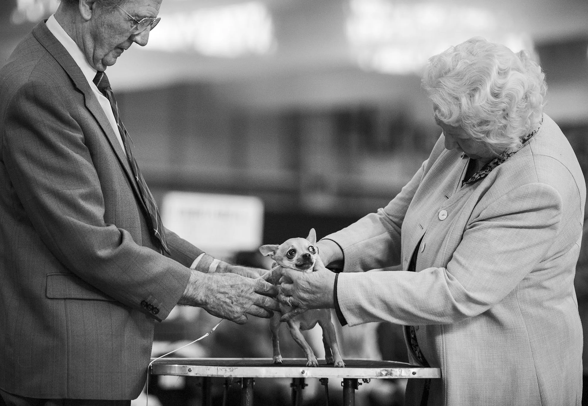 Crufts, the largest dog show in the world, takes place every March in Birmingham, UK.