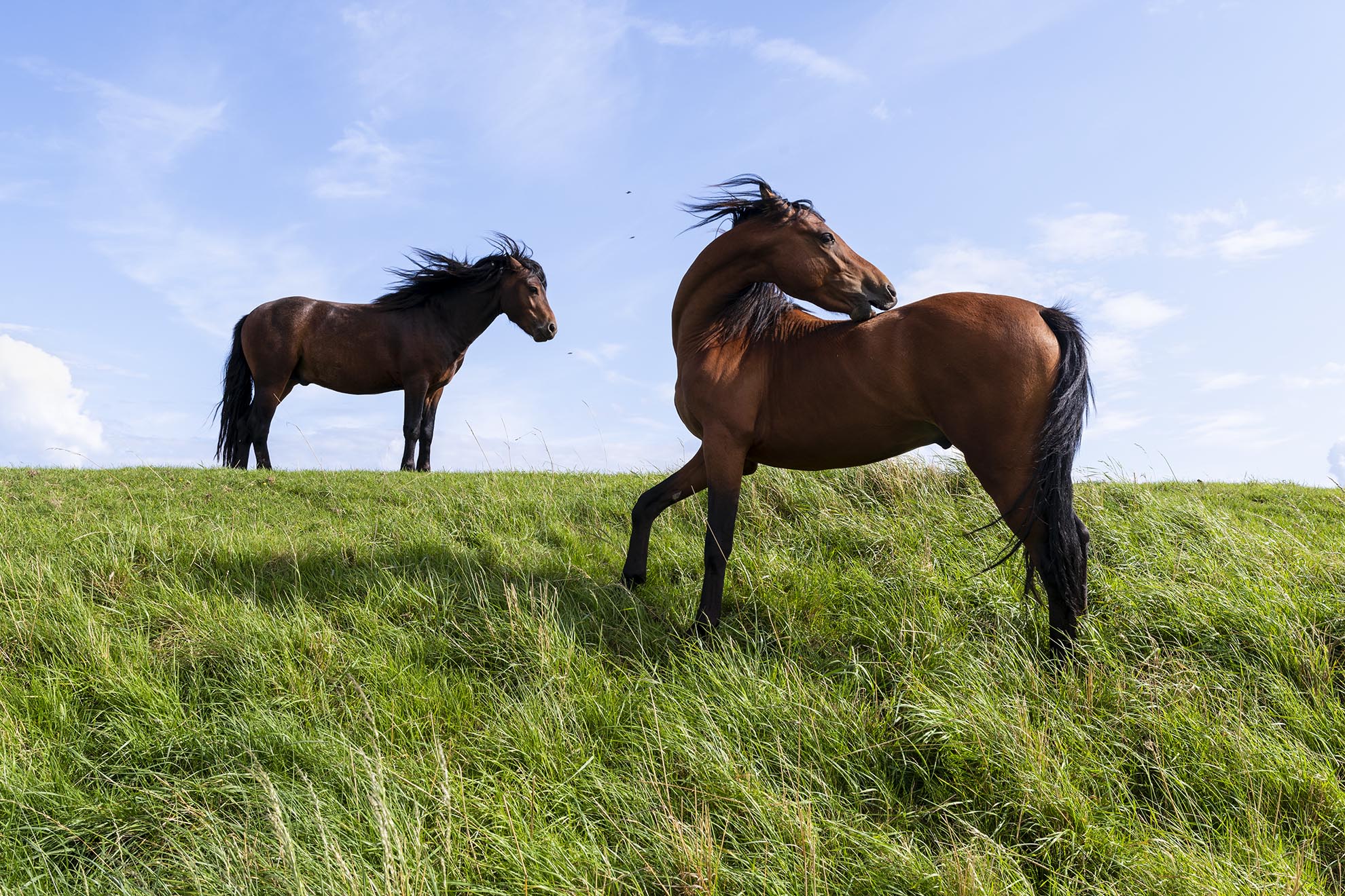 Ponies on the sea defences at Butterwick, Lincolnshire.