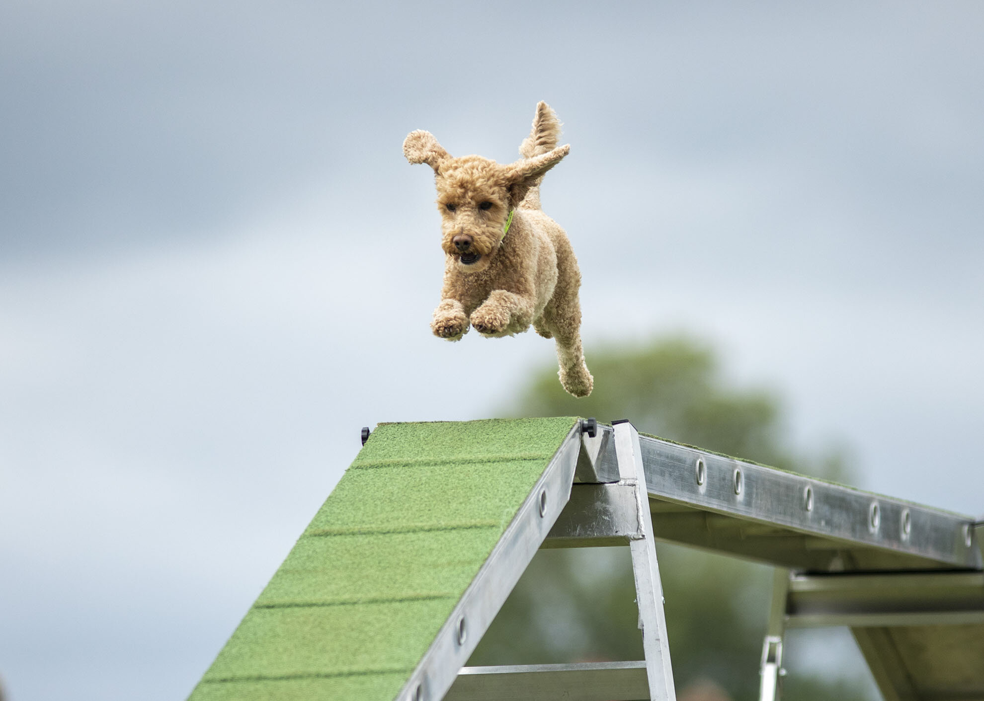 The International Dog Agility Festival.