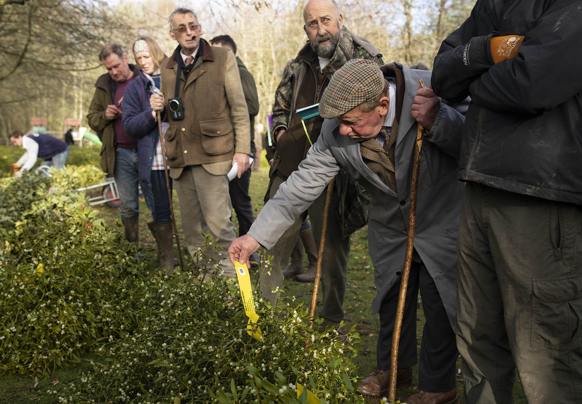 The annual mistletoe auction at Tenbury Wells, Worcestershire