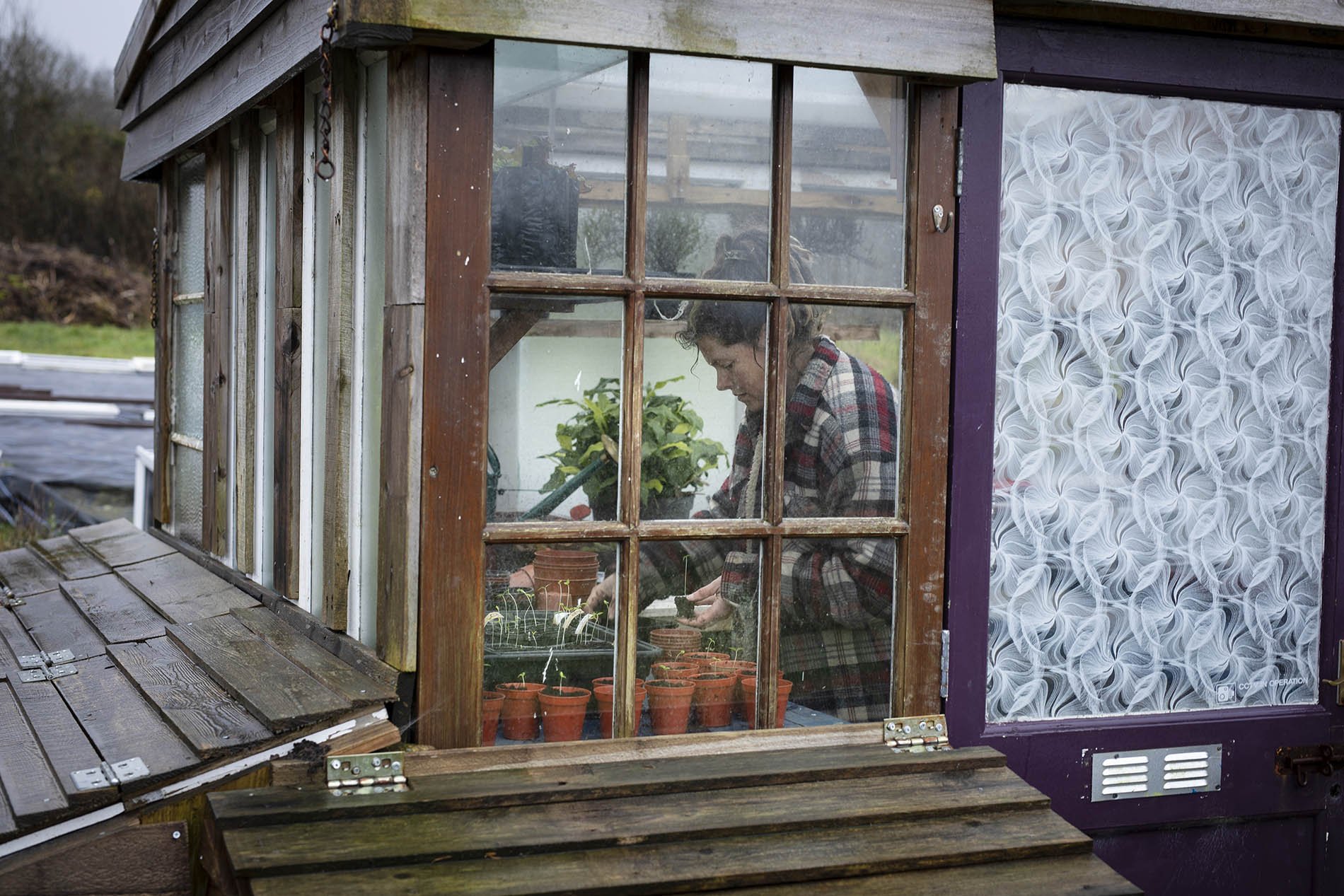 Carolyn Moody of the Welsh Seed Hub at work in her home-made potting shed. The co-operative grows seed featuring varieties which thrive in the challenging Welsh climate.