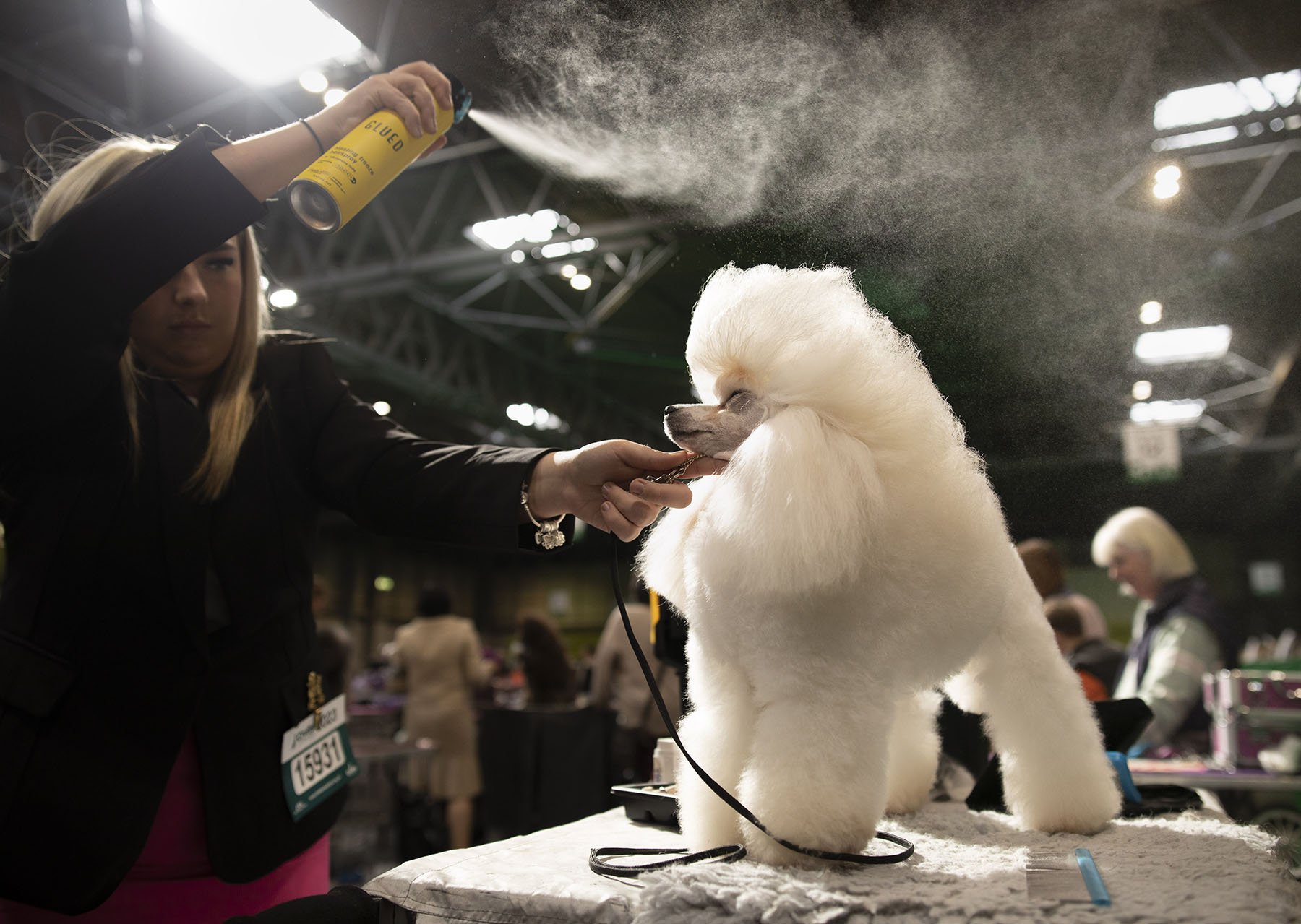 A poodle being prepared for the judging ring at Crufts, the world’s oldest dog show.