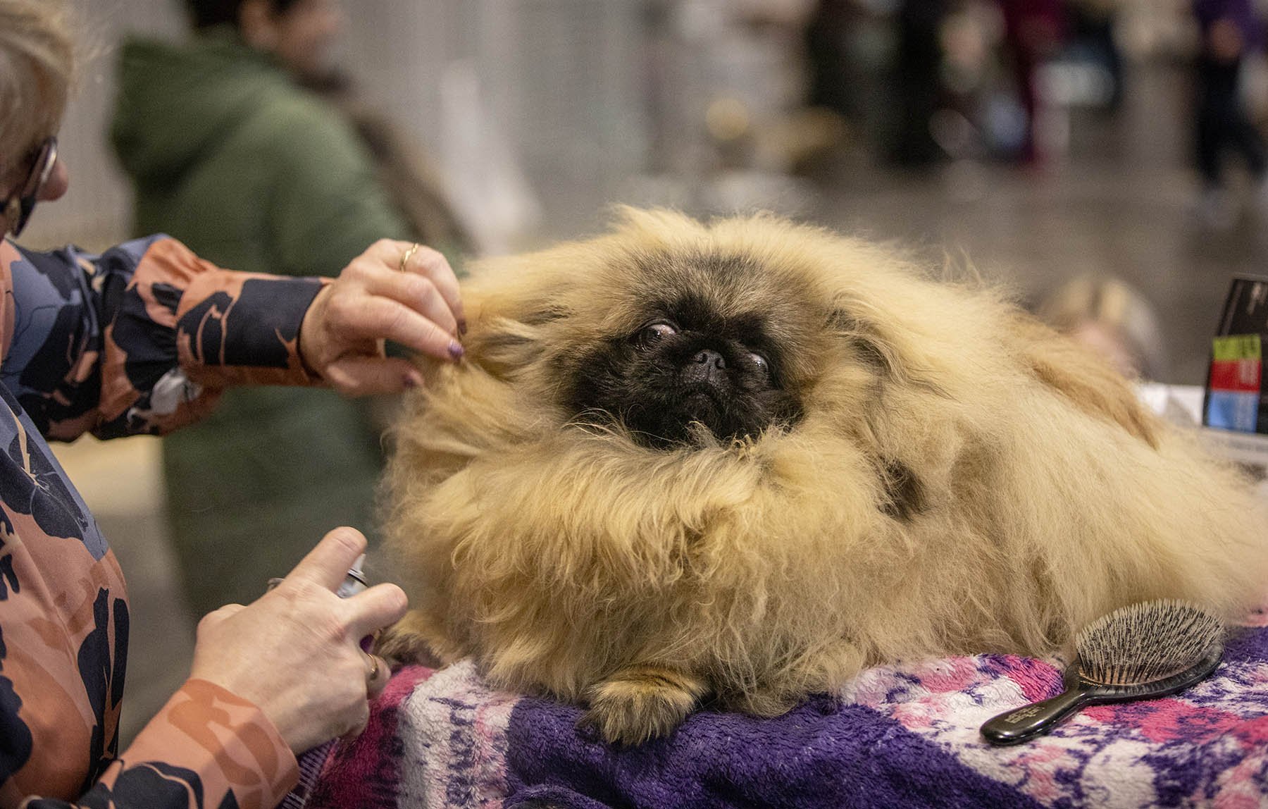 A Pekinese being prepared for the judging ring at Crufts, the world’s oldest dog show.