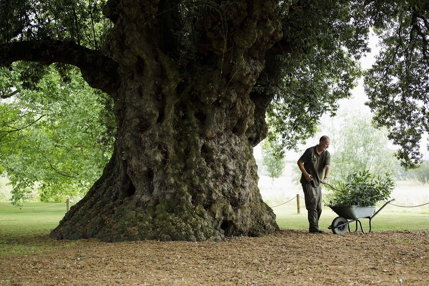 The Holm Oak tree at Westbury Court, Gloucestershire. The 400 year-old tree has been named “girth world champion” with a trunk circumference of 9.3 metres.