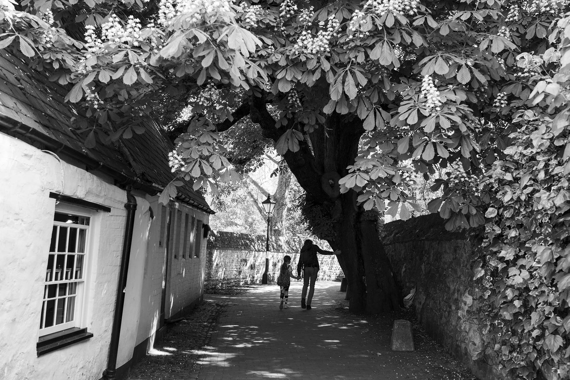 Horse Chestnut tree, Oxford.