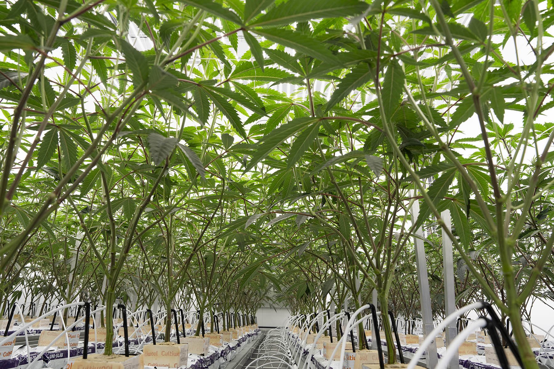 The UK’s only licensed cannabis farm grows plants intended for the pharmaceutical industry.