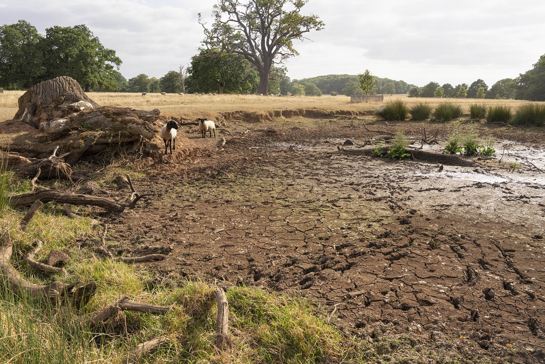  A dried-up pond in Worcestershire. The UK is to have one of the worst harvests on record after an extremely dry Spring and Summer. 