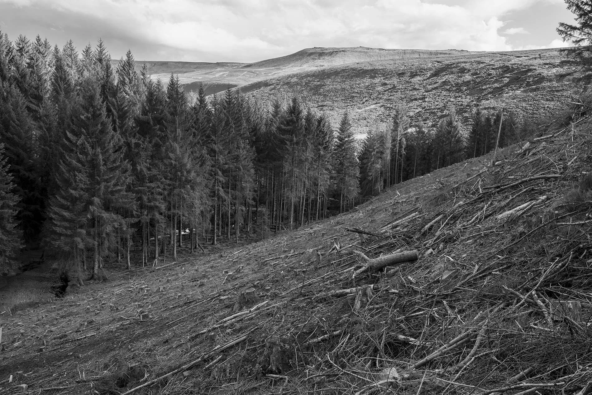  Felled larch trees in the Peak District. They had been infested with Phytophthora ramorum disease and were destroyed by Forestry England to prevent spread to neighbouring trees 
