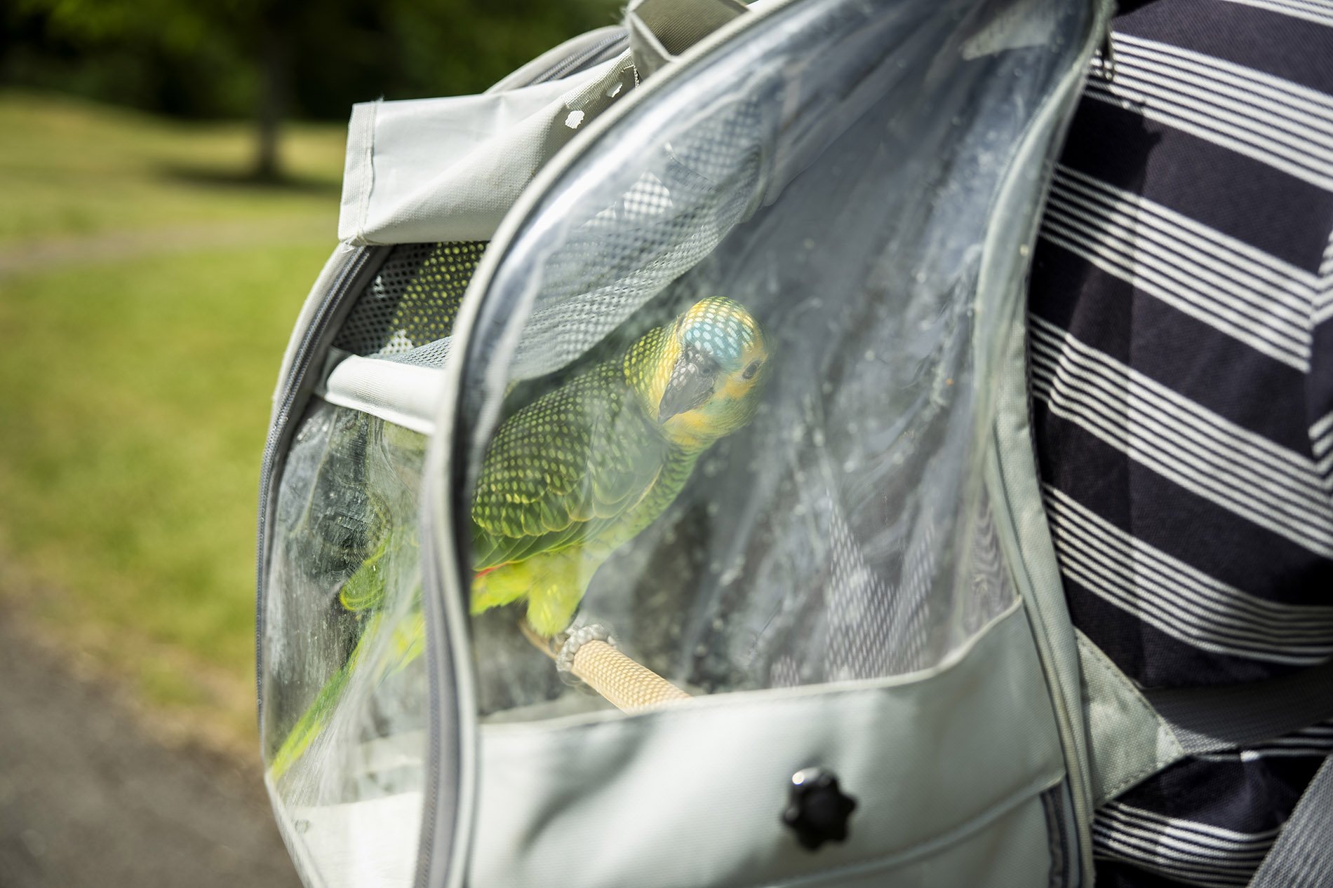  A Blue-Fronted Amazon parrot being carried in a special backpack by its owner in a UK park. The breed needs a lot of UV light, so rather than leave them at home, owners take them out in backpacks with windows and ventilation. 