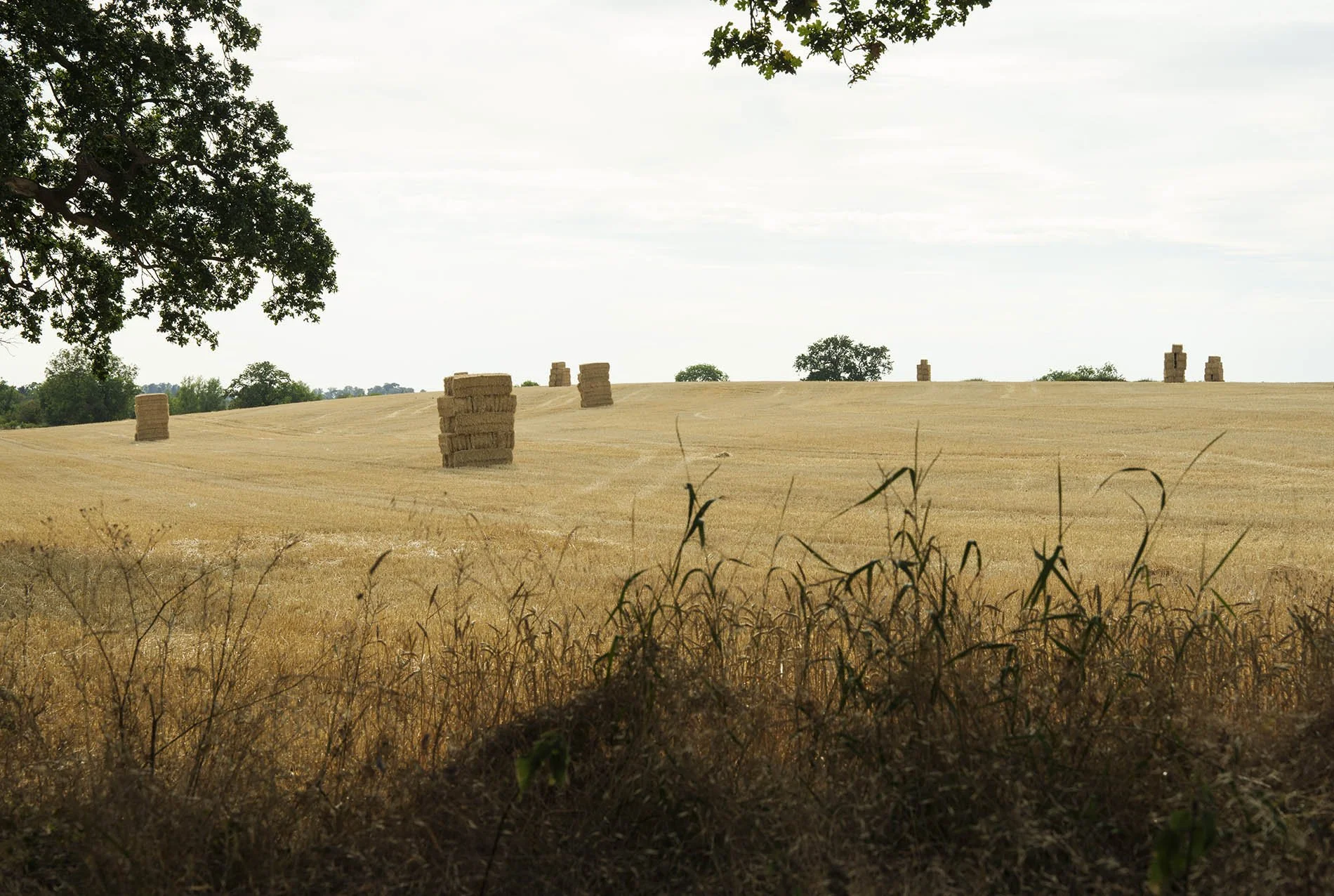  Straw bales left after harvest in Worcestershire. After the third drought in five years, the UK has experienced its earliest ever harvest with crops half their normal height and food shortages expected. 