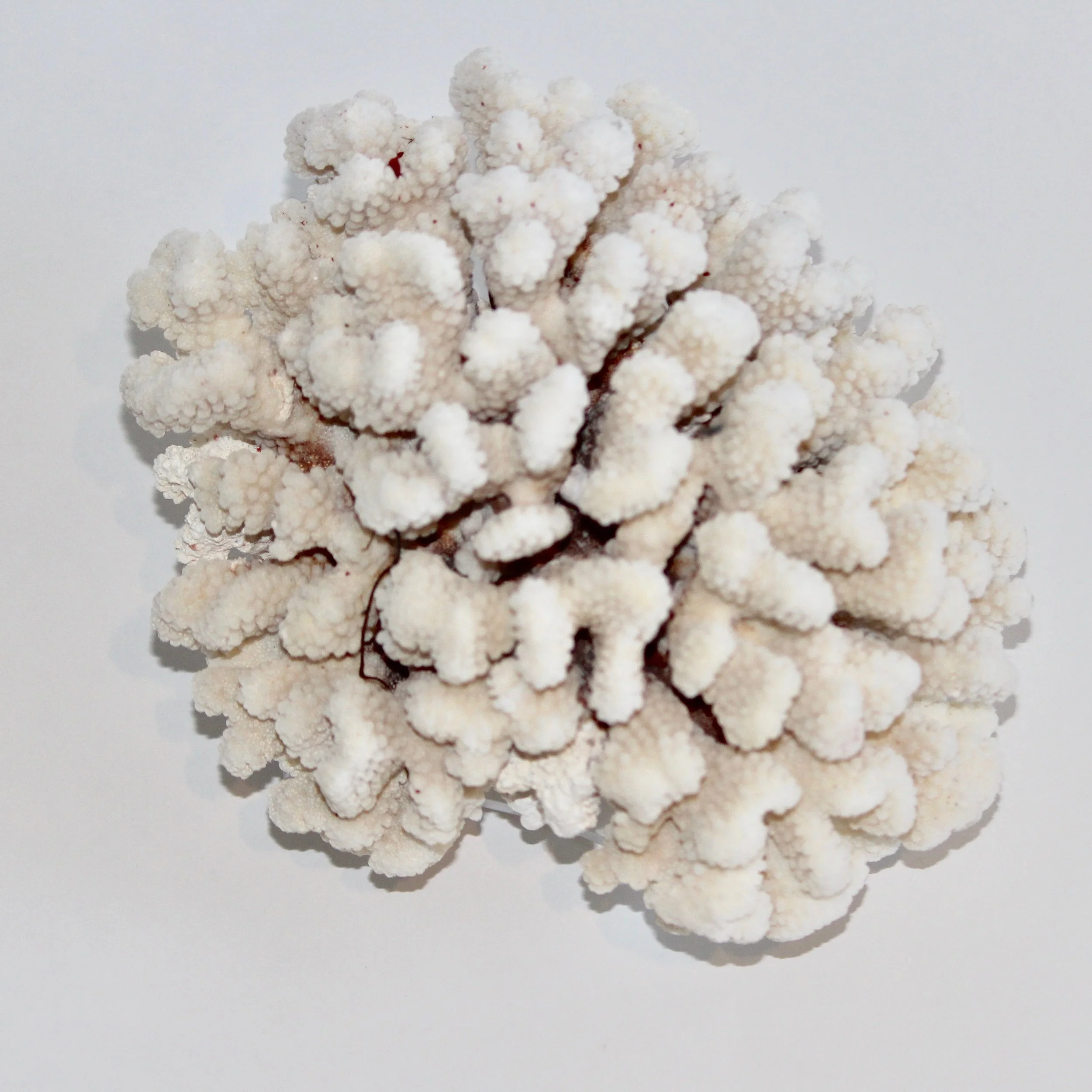 Cats Paw CS-4_3.jpg