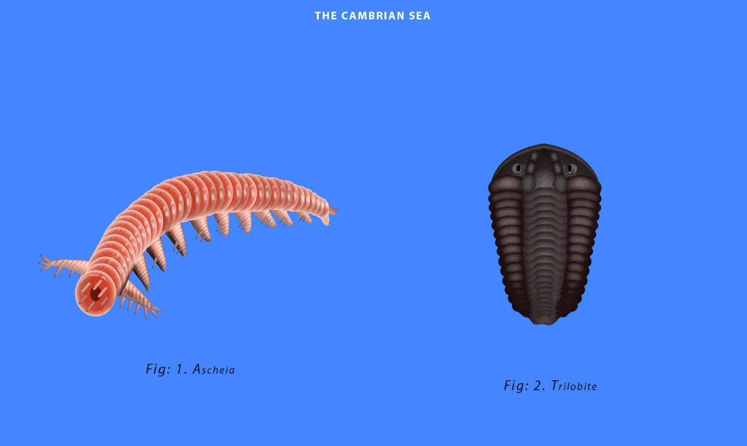 cambrian.jpg