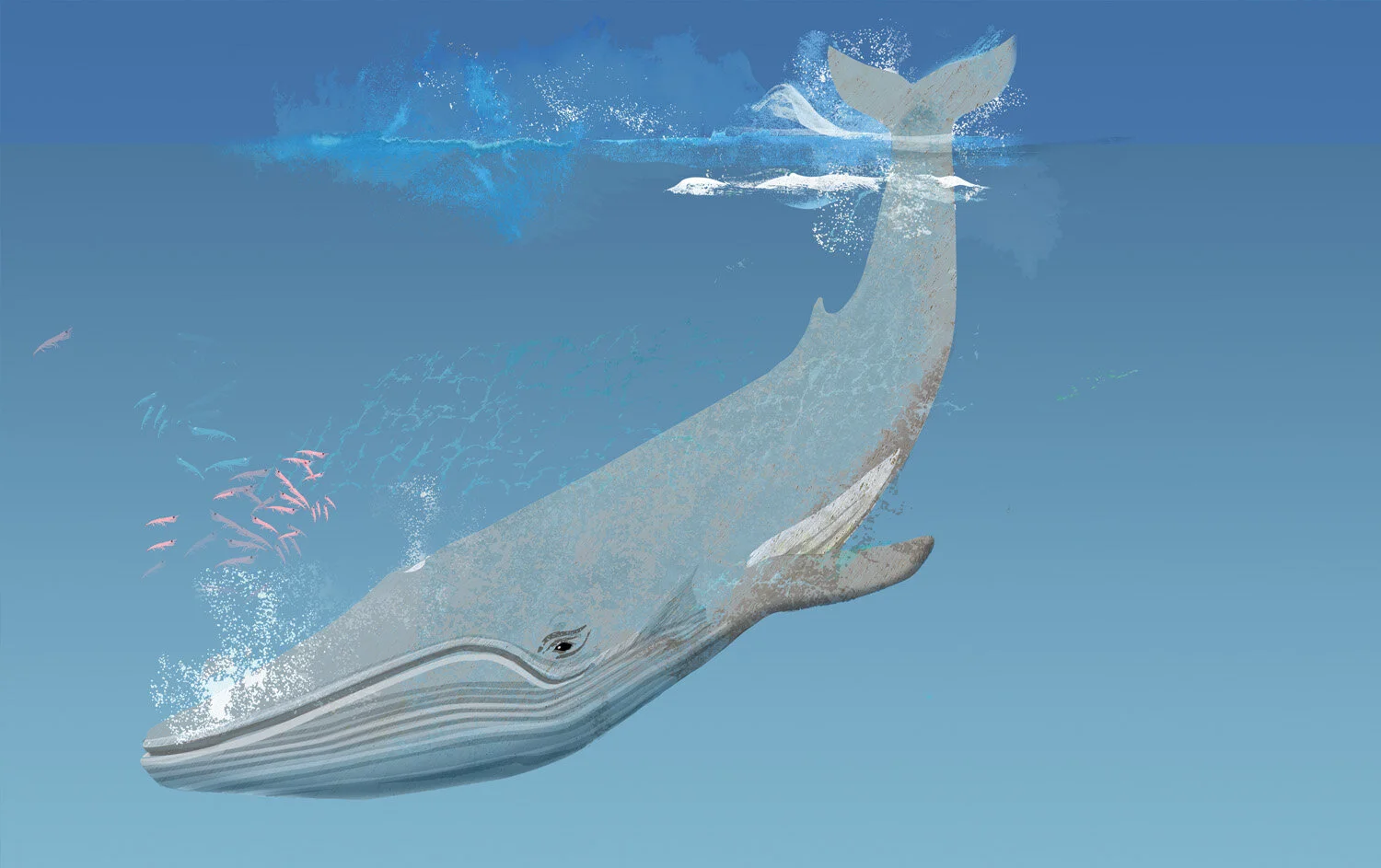 WOW Whale.jpg