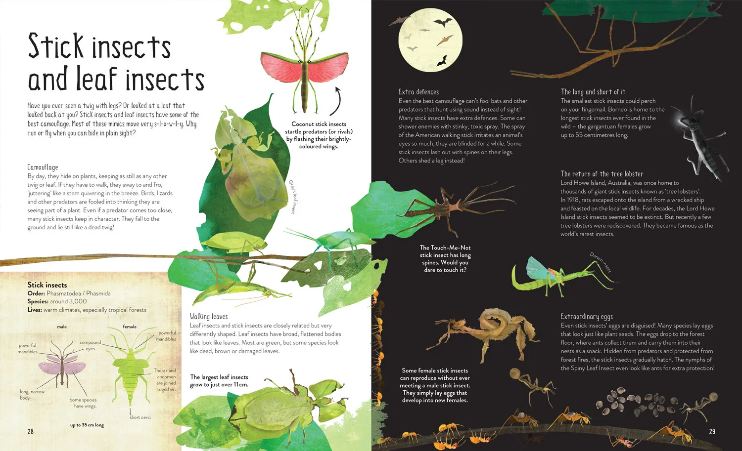 Stick Insects.jpg