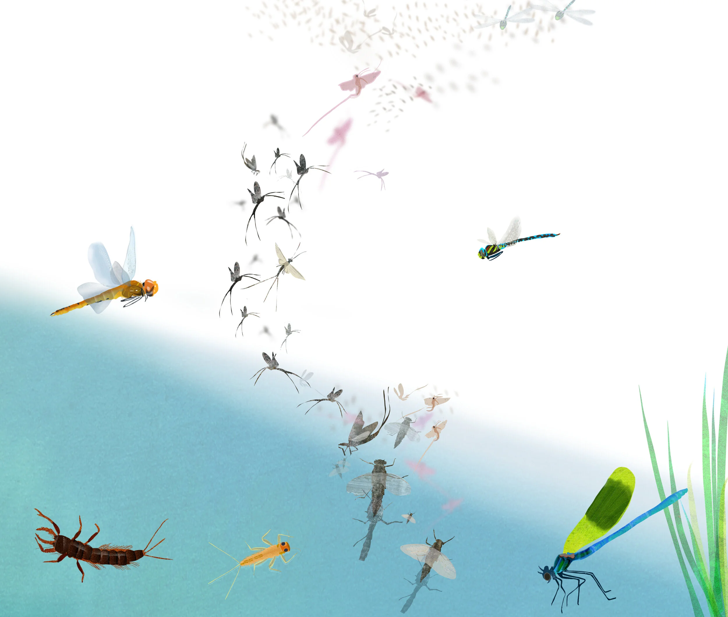 WEL_One Million Insects_p12-61-25.jpg
