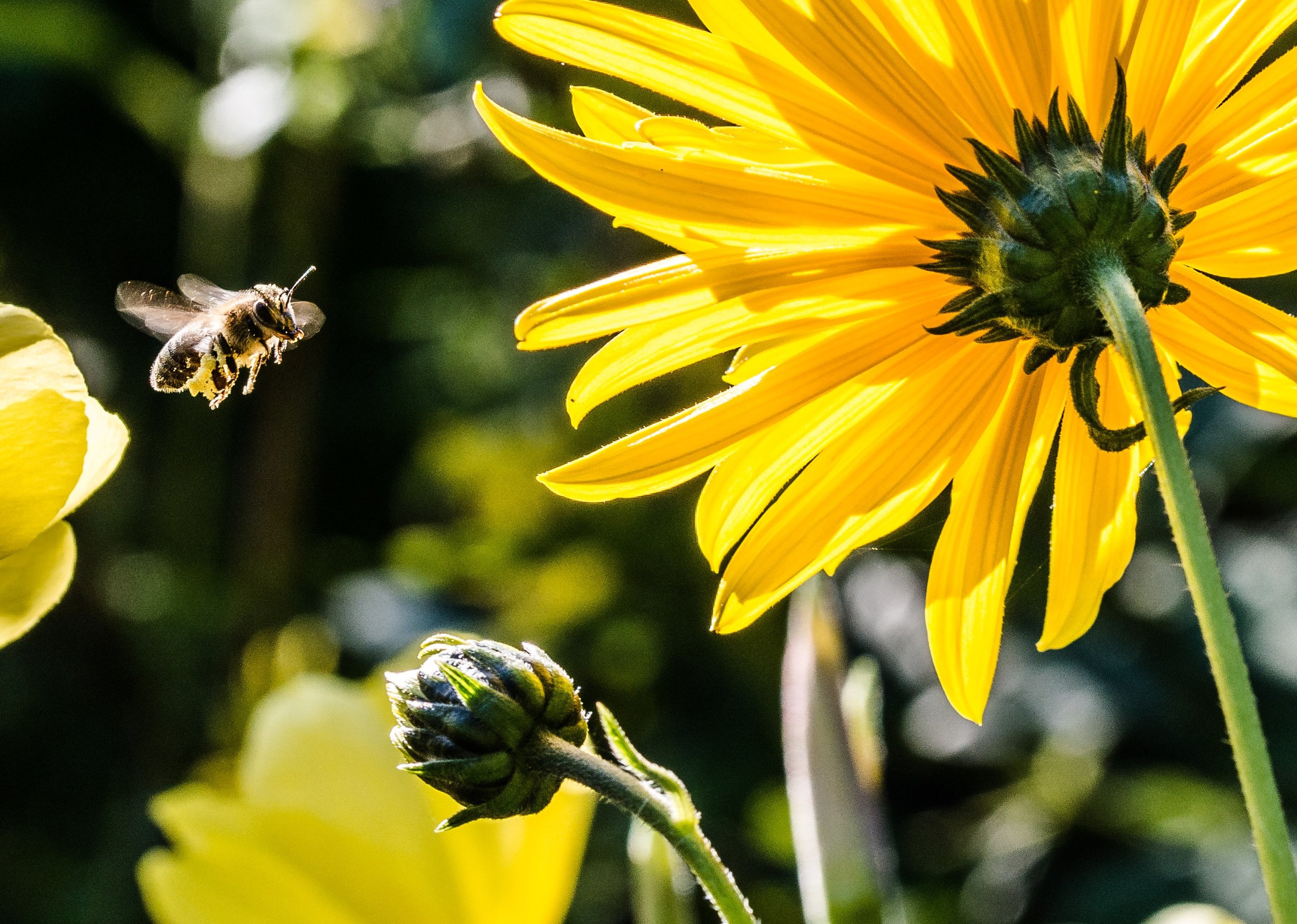 bee-in-the-approach-bee-apis-pollen-63641.jpeg