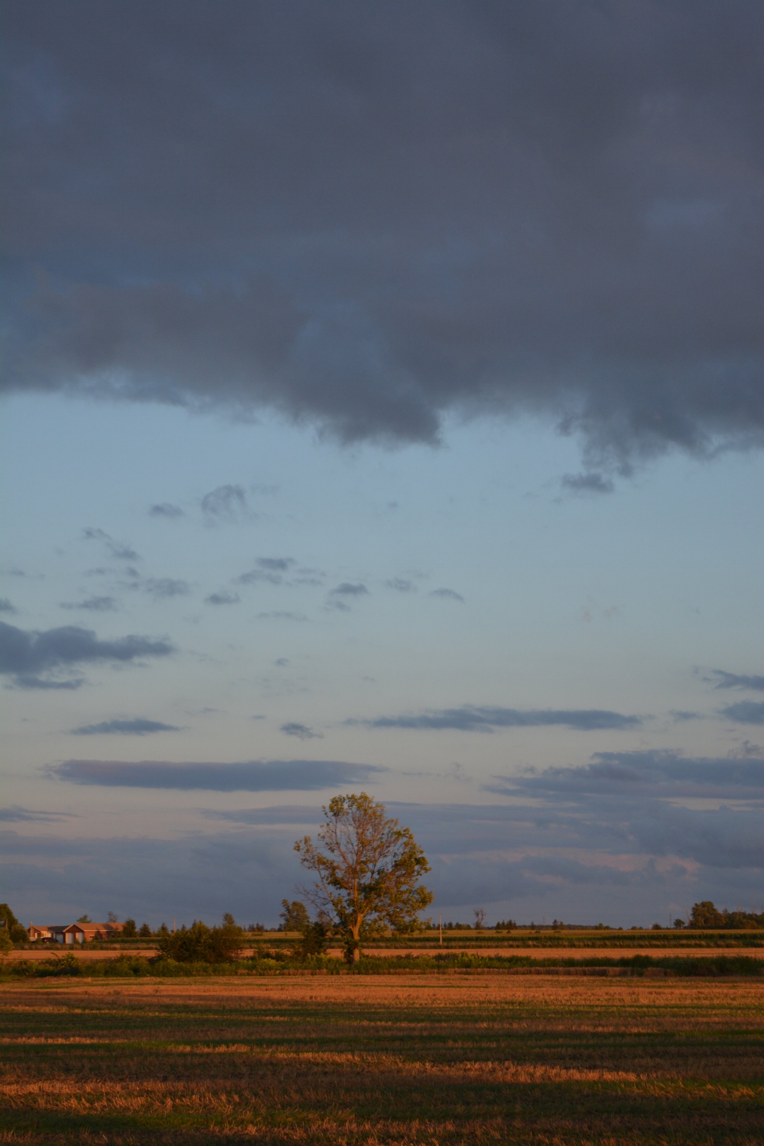 ground tree sky clouds.jpg