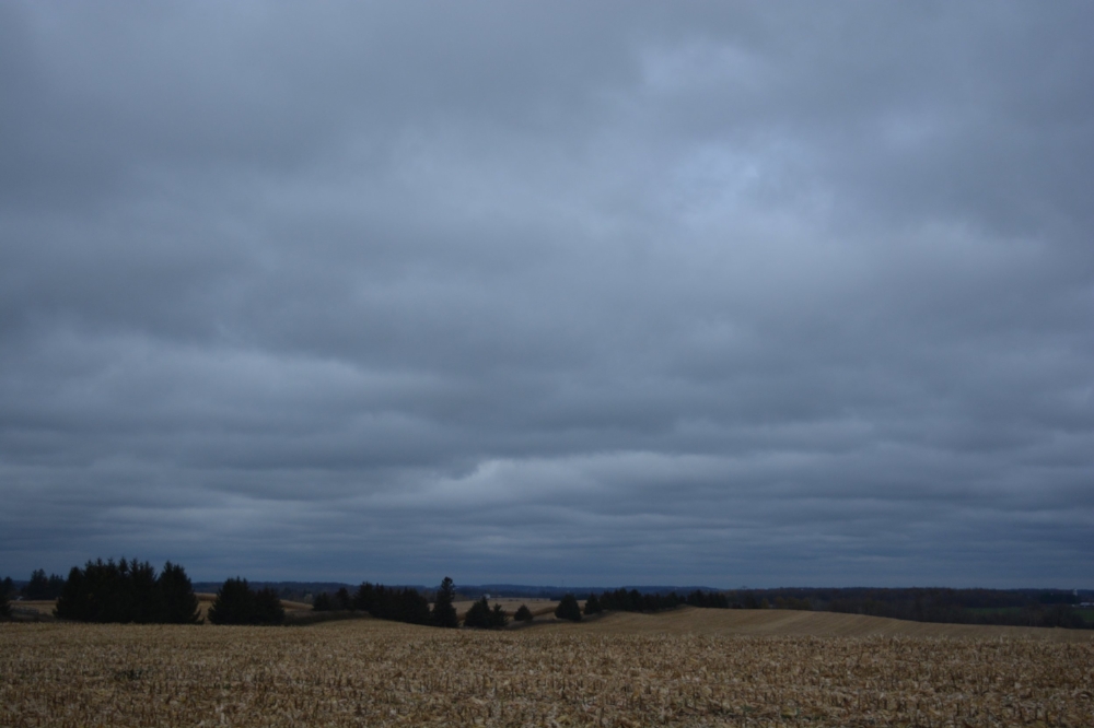 trees in a line.jpg