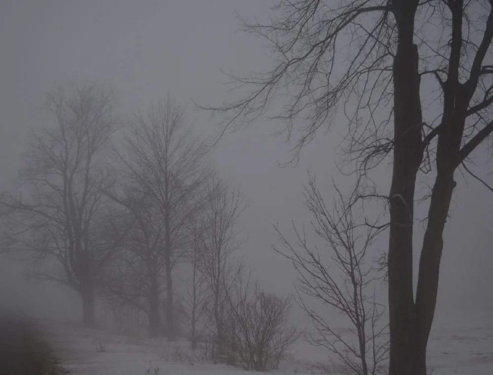 trees in fog.jpg