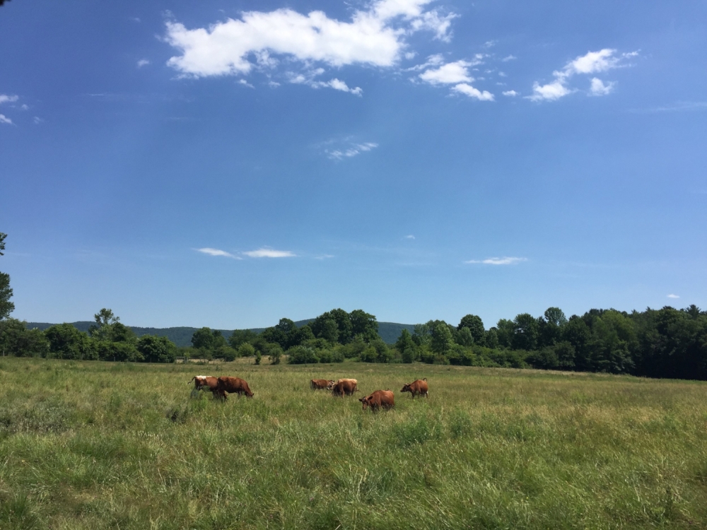 shaker cows.jpg