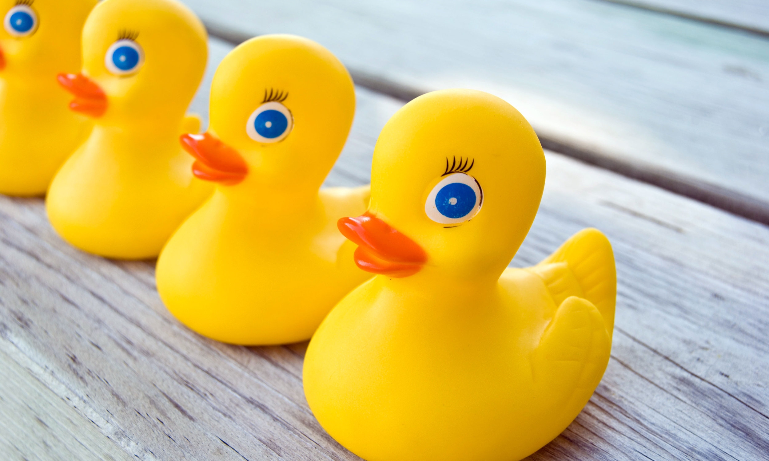 AdobeStock_15126000.jpeg