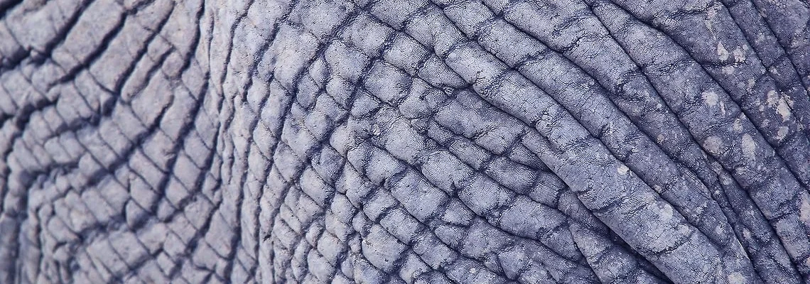 Elephant.jpg