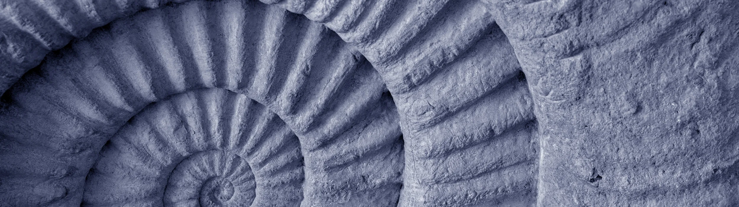 Fossil.jpg