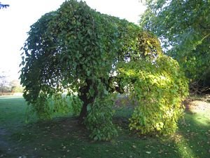 Weeping White Mulberry Tree are perfect for creating protected spaces. 